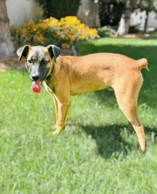River Roo