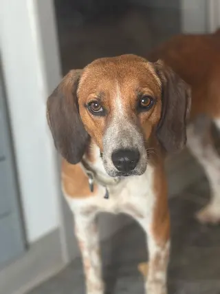 Finn IV