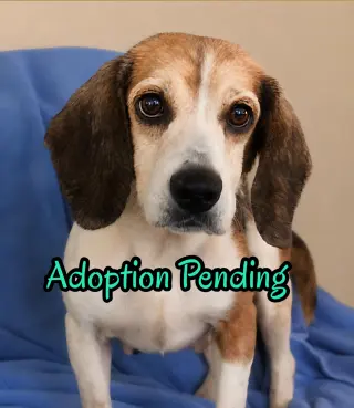 Dani