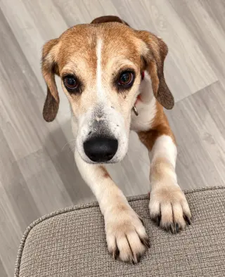 Dani