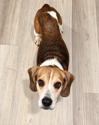 Dani