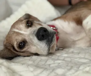 Dani