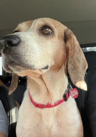 Dani