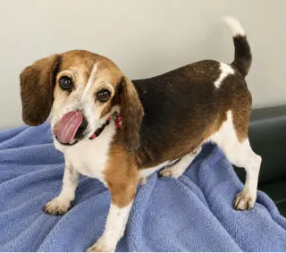 Dani