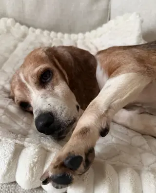 Dani