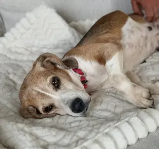 Dani