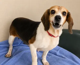 Dani