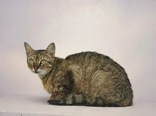 Dreamer 26/534