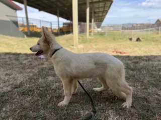 Sadie