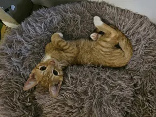 Tangerine