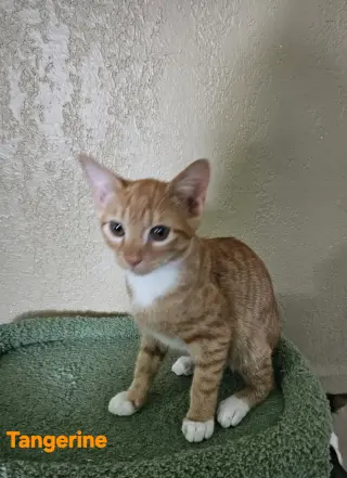 Tangerine