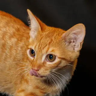 Tangerine