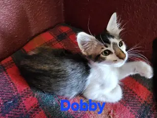 Dobby