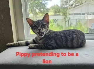 Pippy
