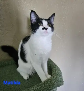 Matilda