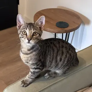 Jellycat