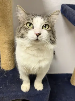 Fergus