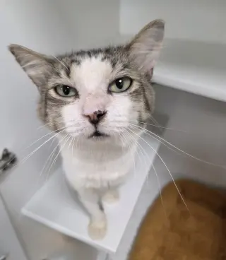 Fergus
