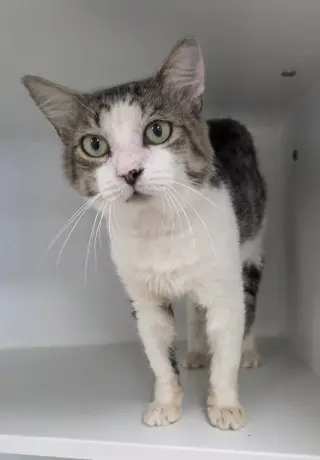 Fergus