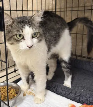 Fergus
