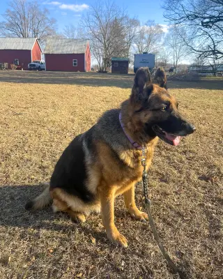 Sadie