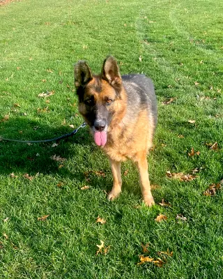 Sadie