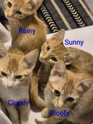 Cloudy
