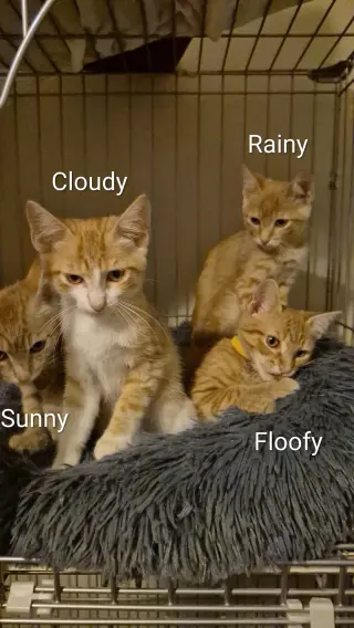 Rainy