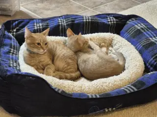 Floofy