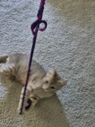 Floofy