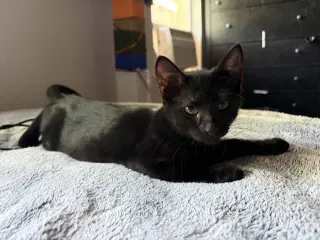 Suki