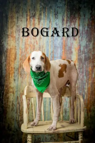 Bogard