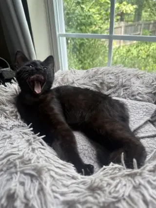 Pepita