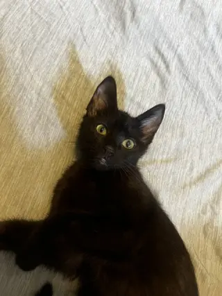 Pepita