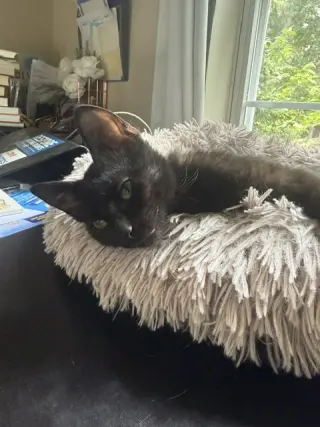 Pepita