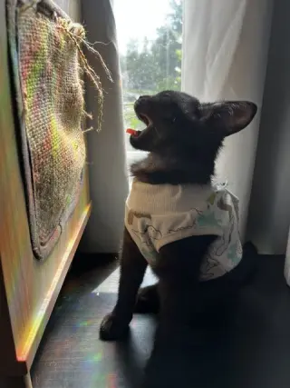 Pepita