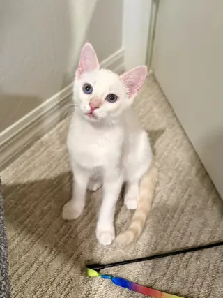 Archie