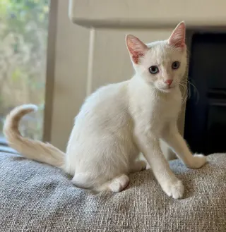 Archie
