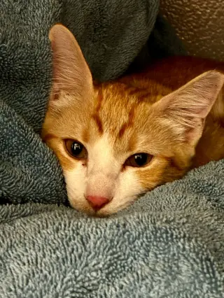 Nala