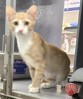 Nala