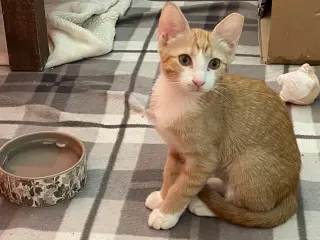Nala