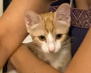 Nala