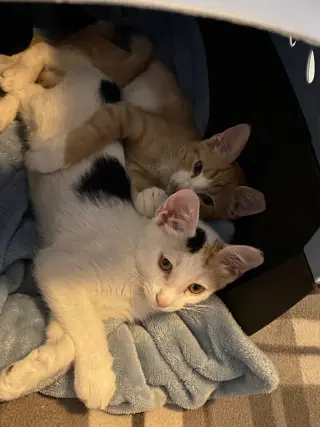 Nala
