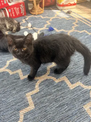 Fluff Monster