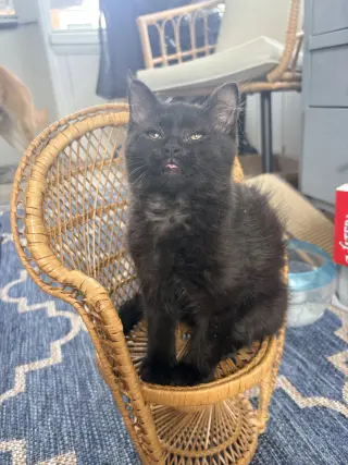 Fluff Monster