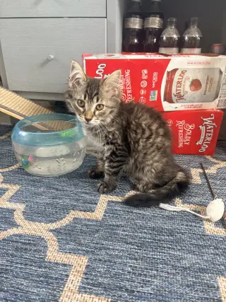 Ziggy Monster (must be adopted with Carlos)