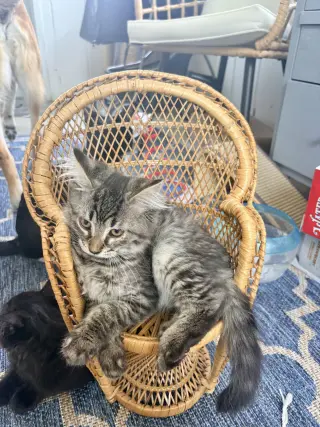 Ziggy Monster (must be adopted with Carlos)