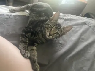 Leda