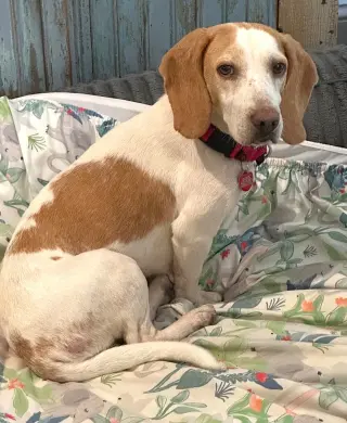 Peaches IV