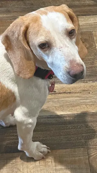 Peaches IV